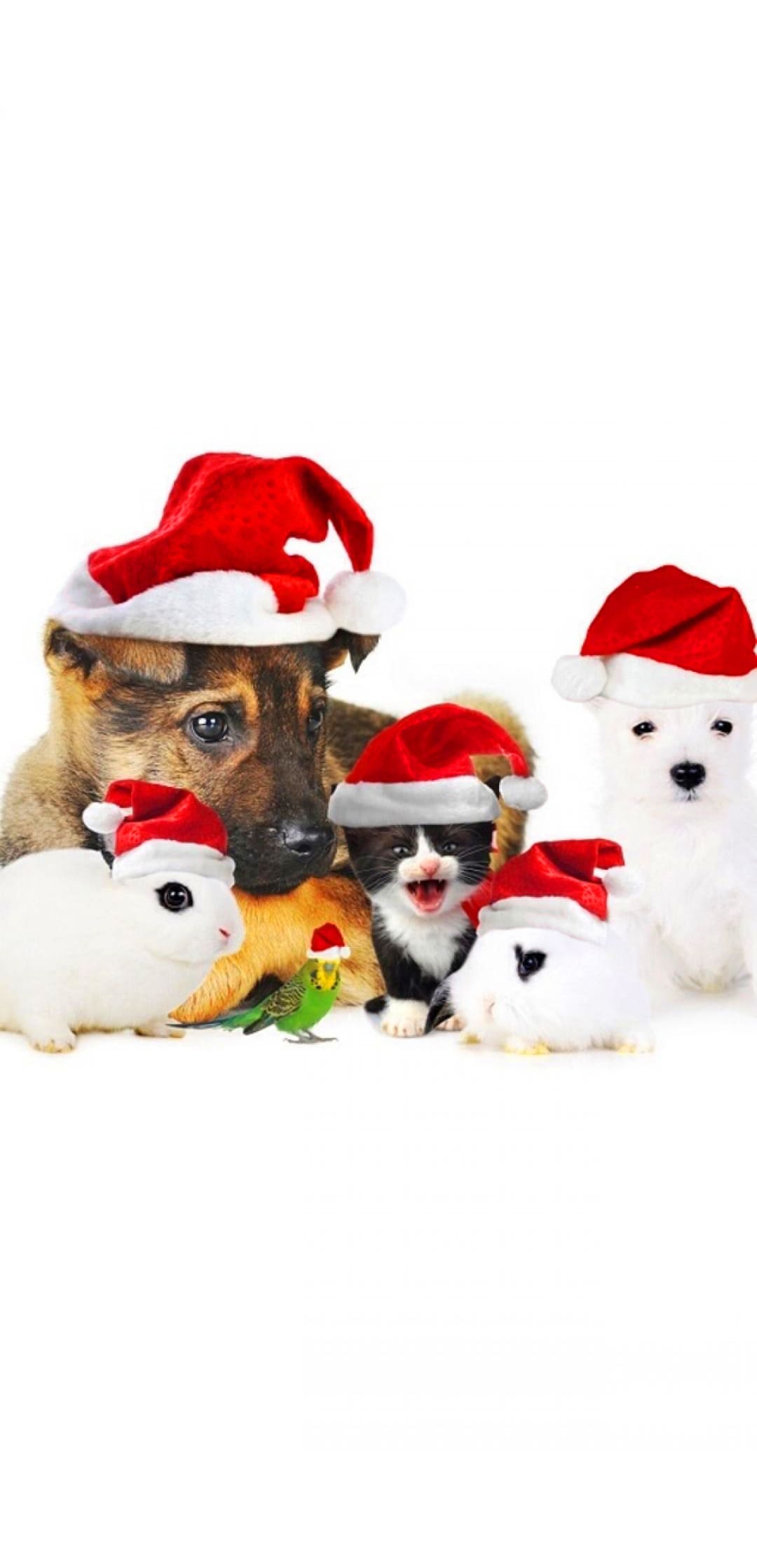 Christmas Animal Wallpapers