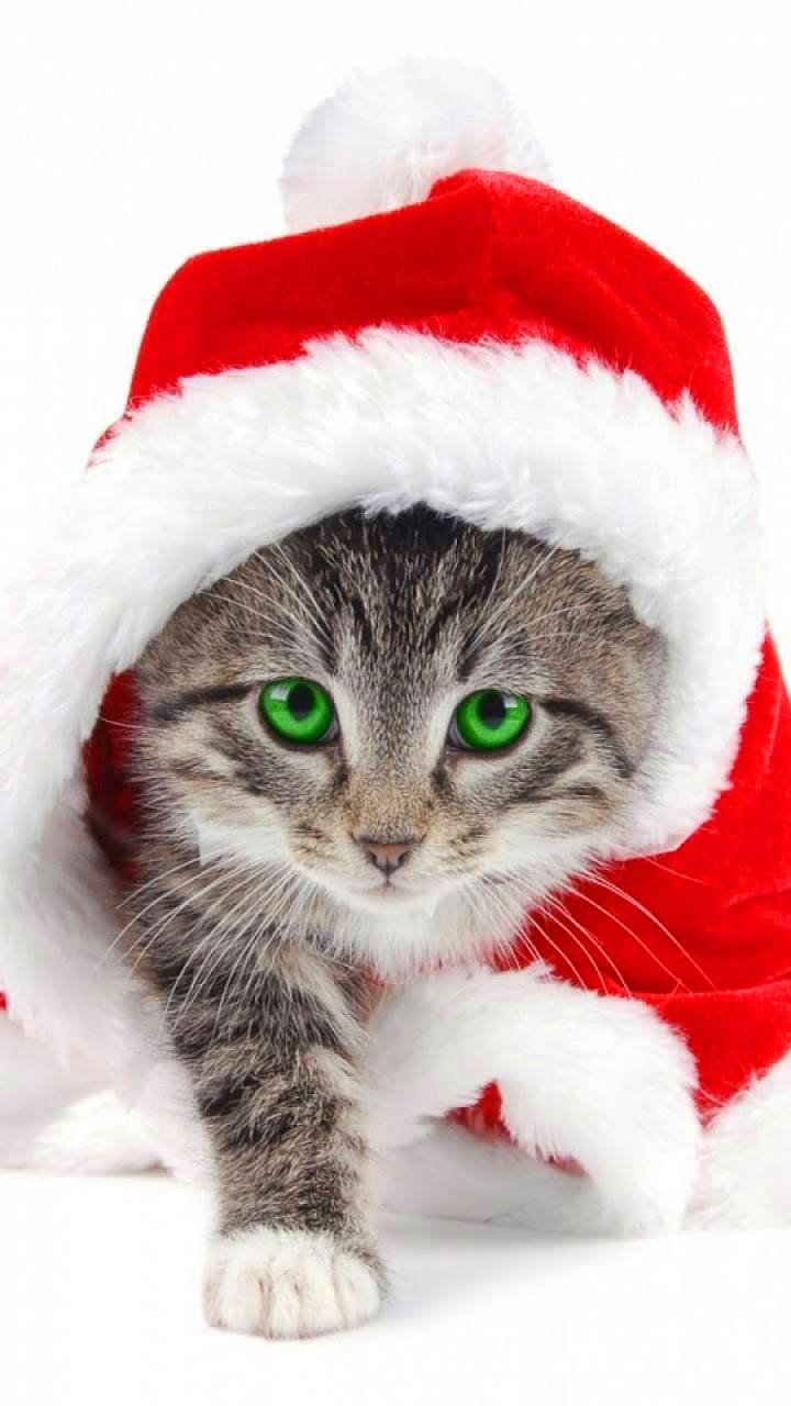 Christmas Animal Wallpapers