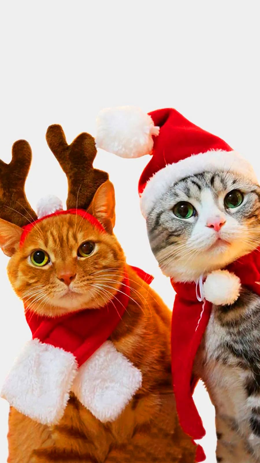 Christmas Animal Wallpapers