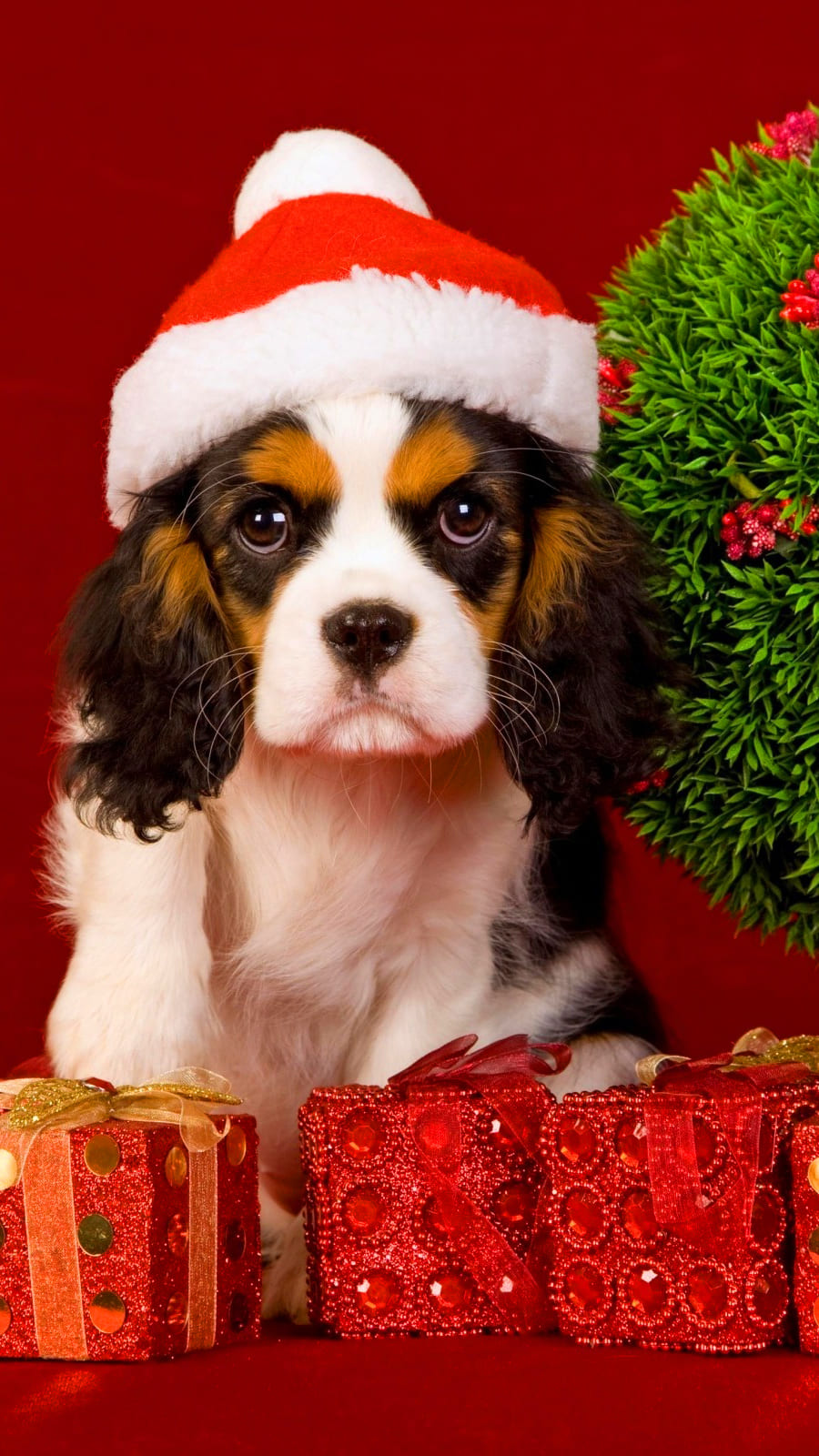 Christmas Animal Wallpapers