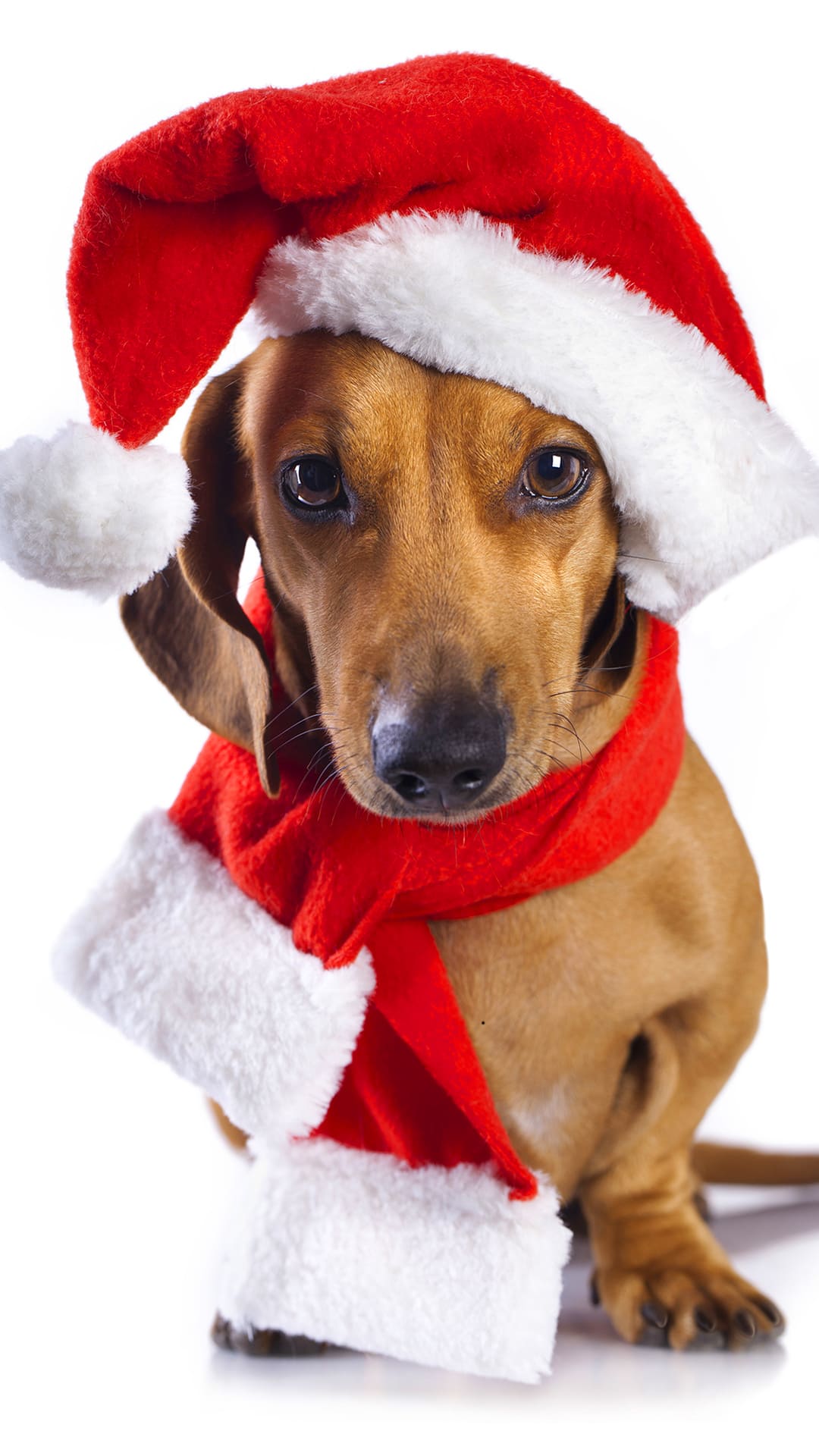 Christmas Dog Wallpapers