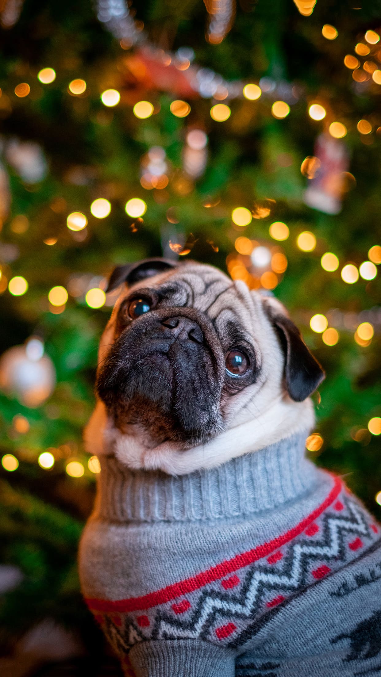 Christmas Dog Wallpapers