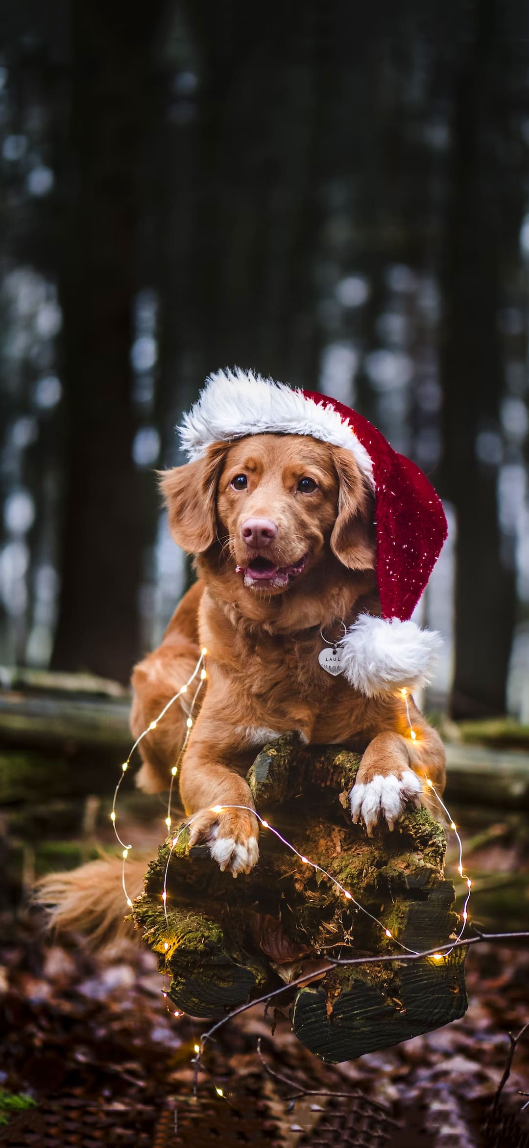 Christmas Dog Wallpapers