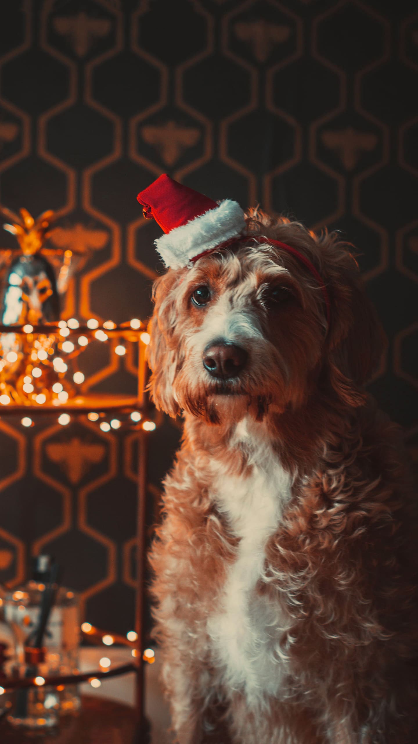 Christmas Dog Wallpapers