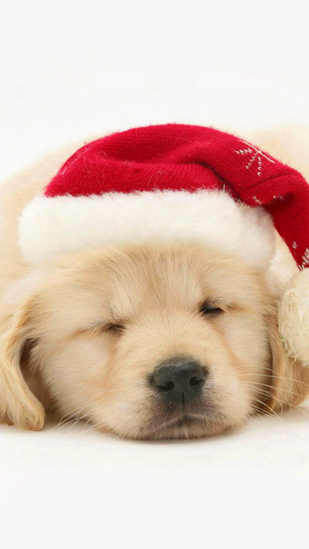 Christmas Puppy Wallpapers