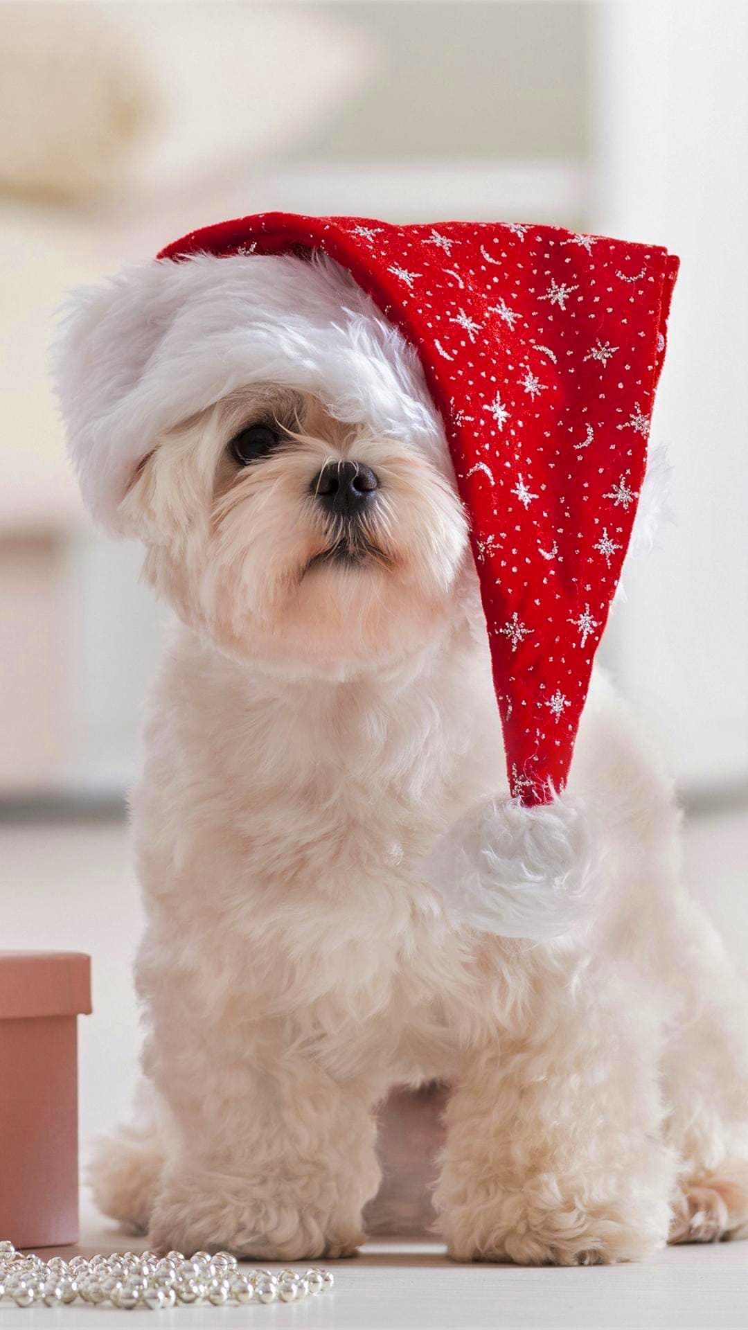 Christmas Puppy Wallpapers