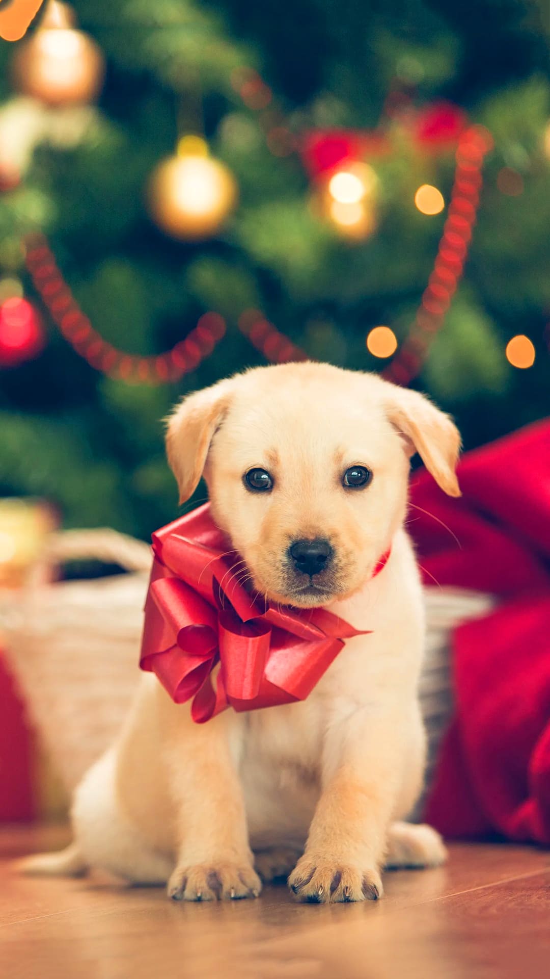 Christmas Puppy Wallpapers