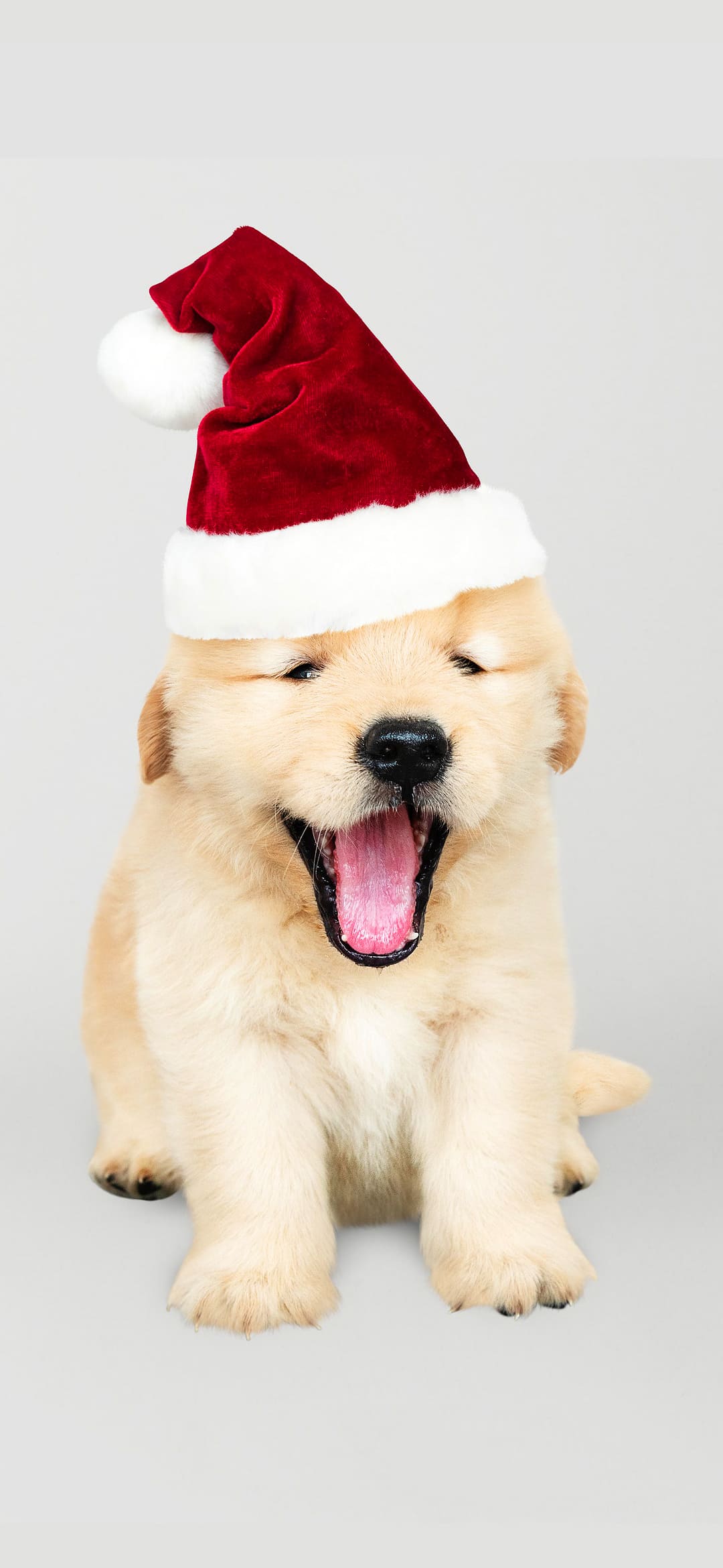 Christmas Puppy Wallpapers