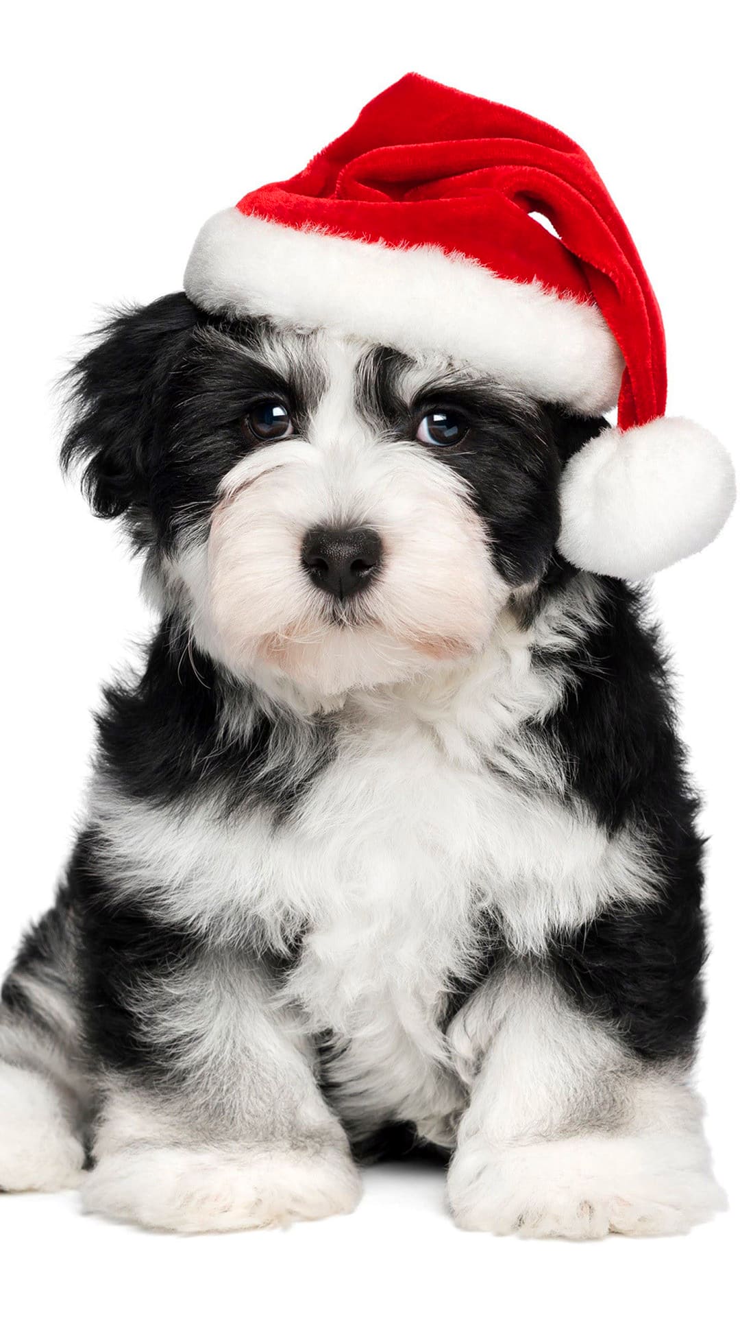 Christmas Puppy Wallpaper - TubeWP Christmas Puppy Wallpaper - TubeWP