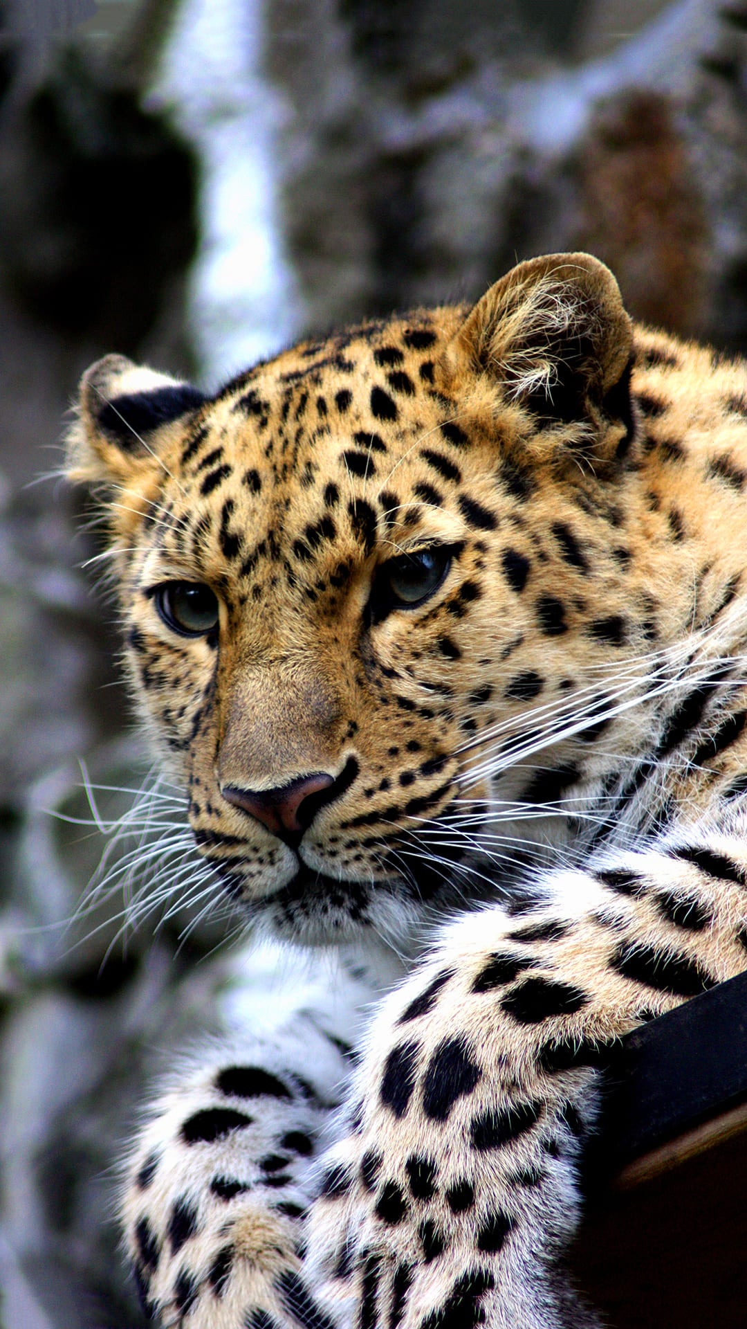 Leopard Wallpapers