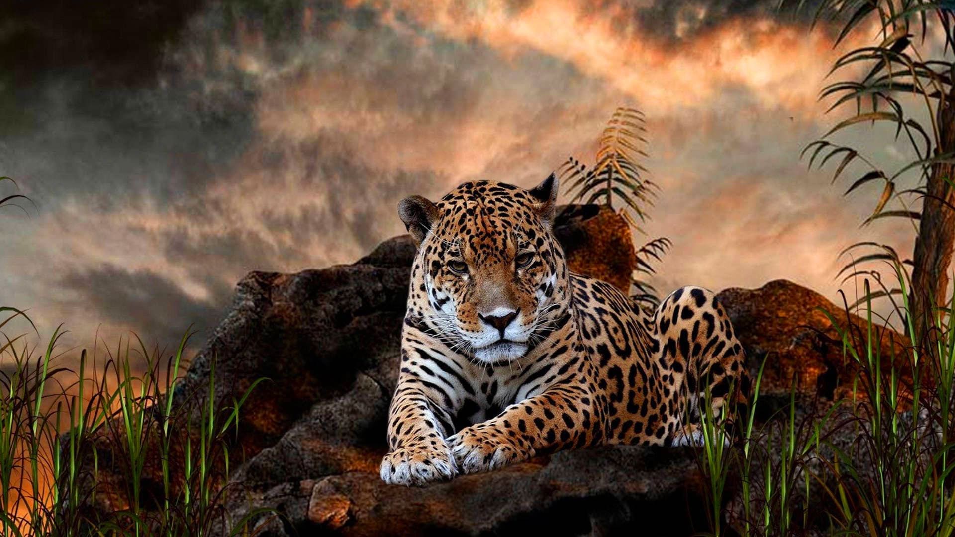 Leopard Wallpapers