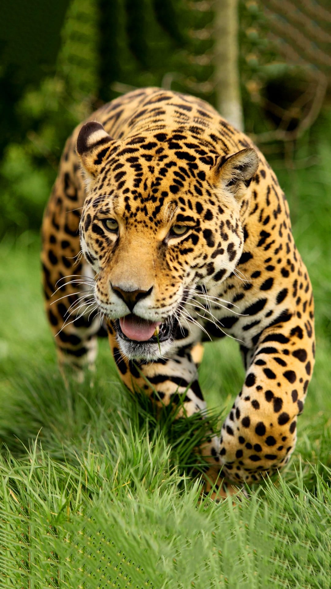 Leopard Wallpapers