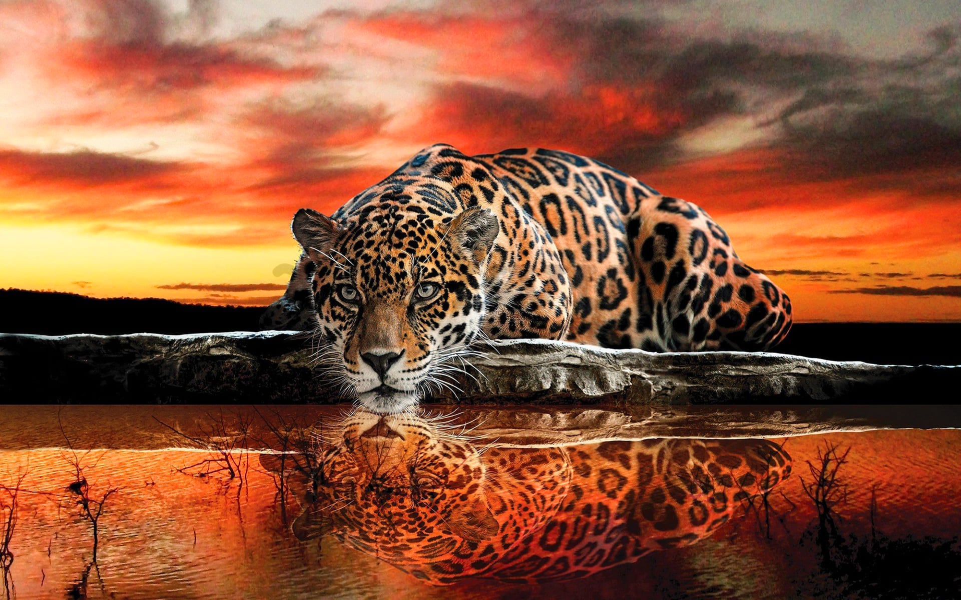 Leopard Wallpapers