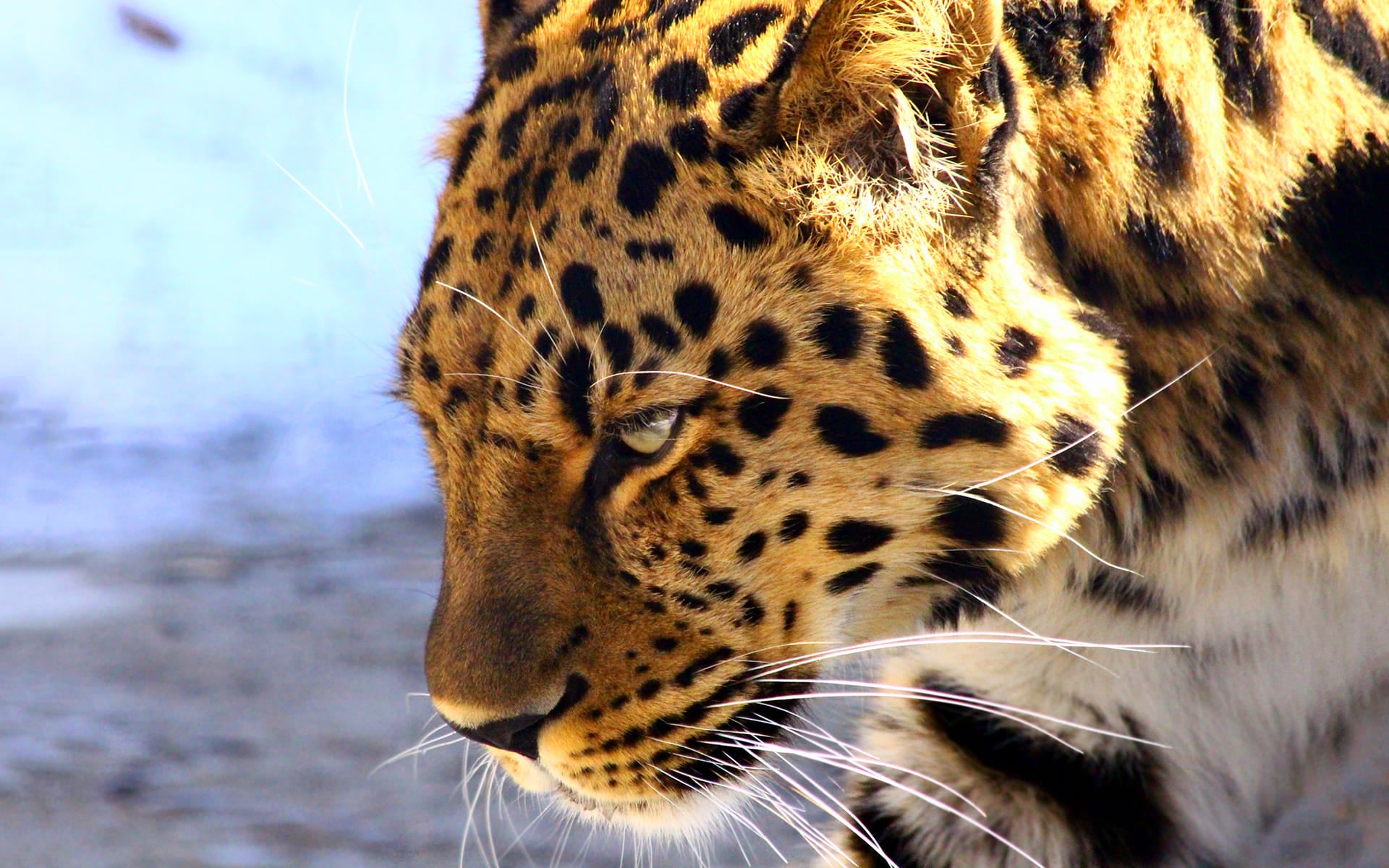 Leopard Wallpapers