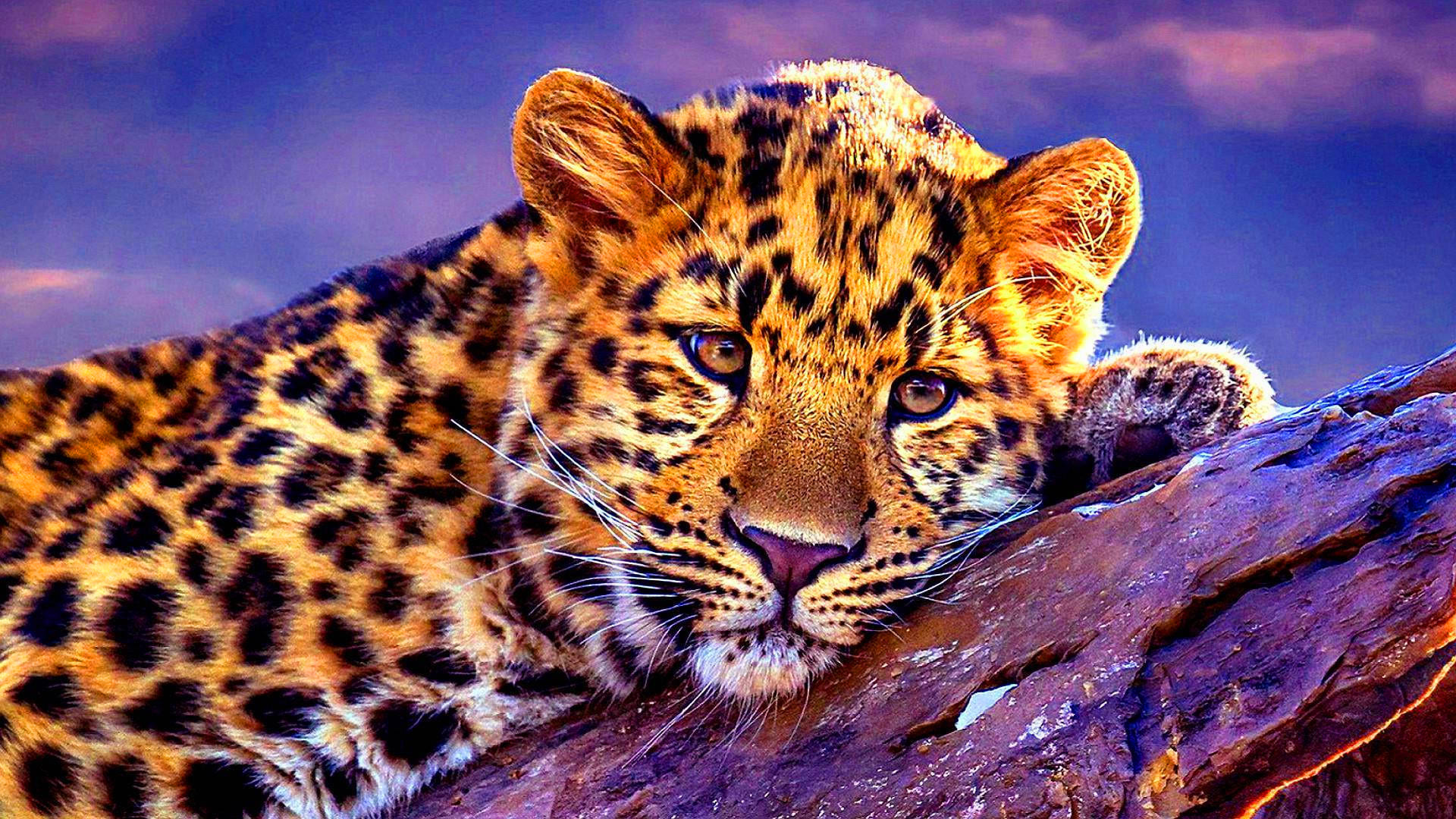 Leopard Wallpapers