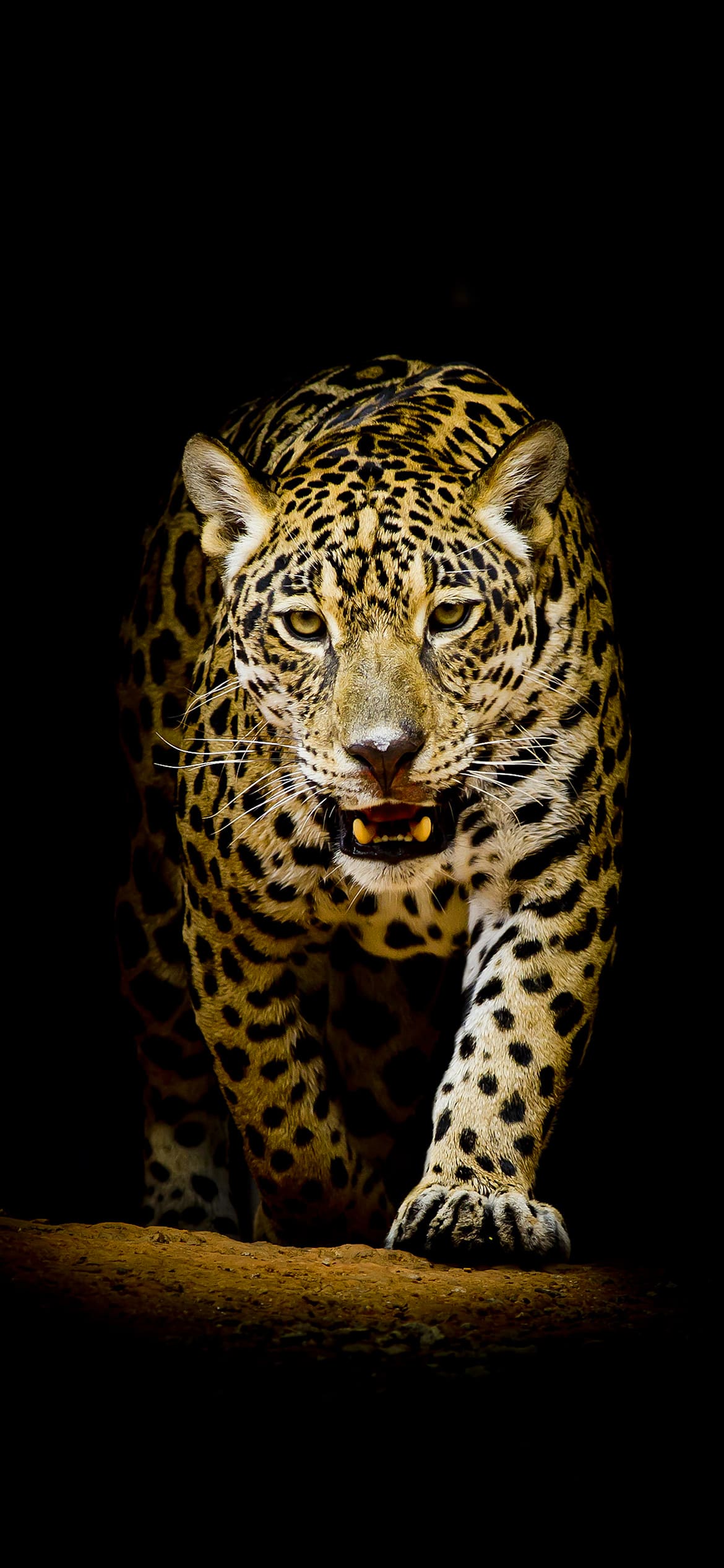 Leopard Wallpapers