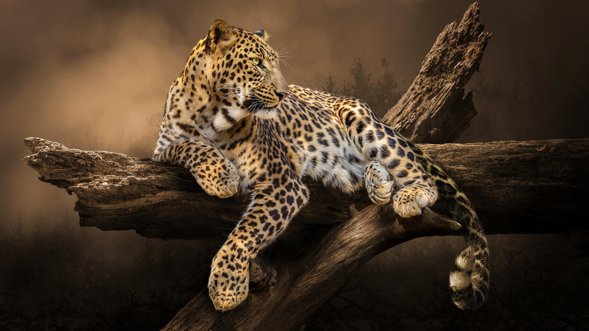 Leopard Wallpapers