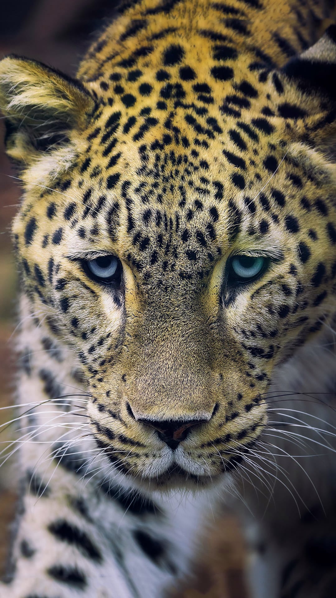 Leopard Wallpapers