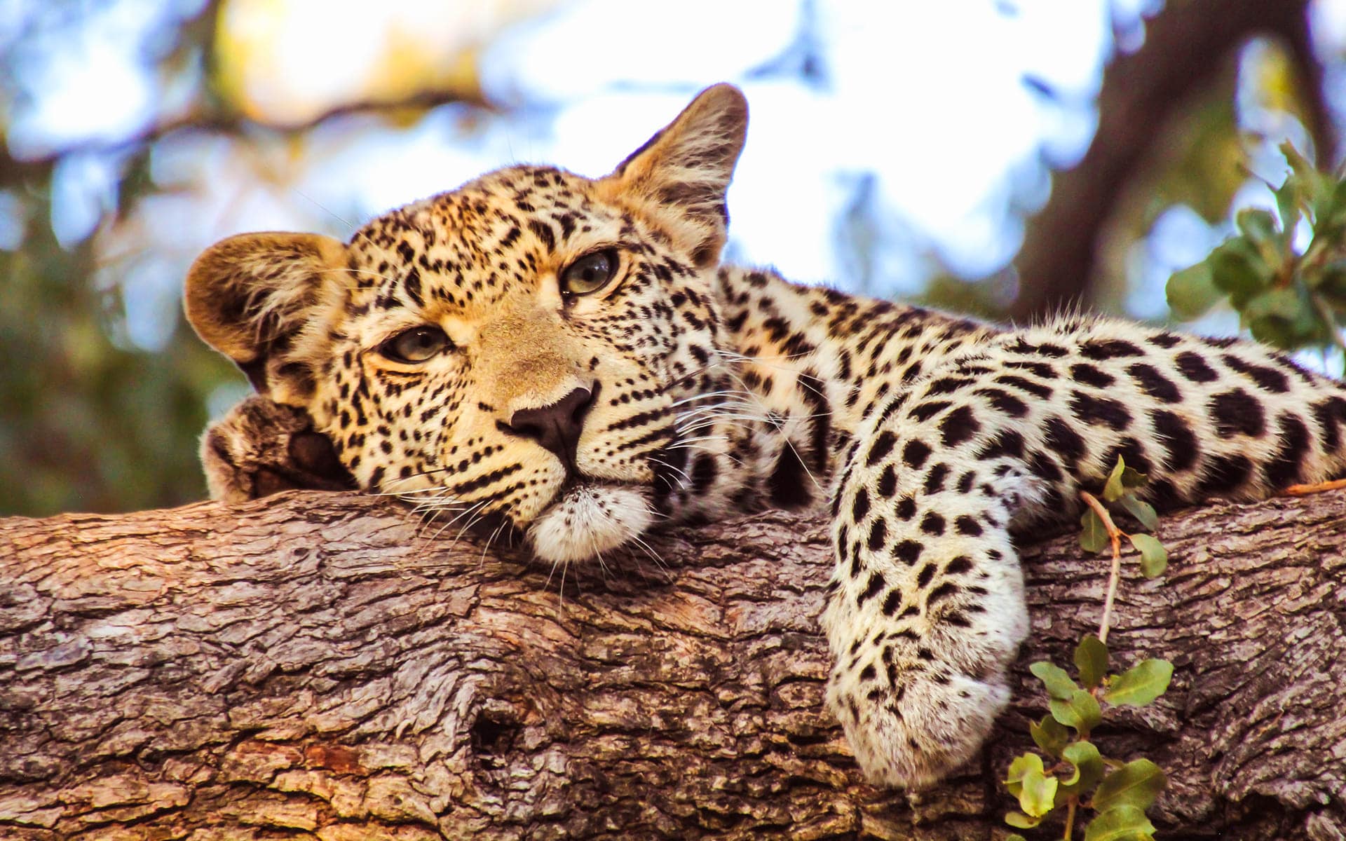 Leopard Wallpapers