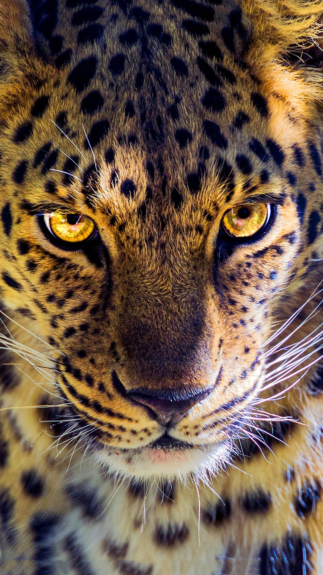 Leopard Wallpapers