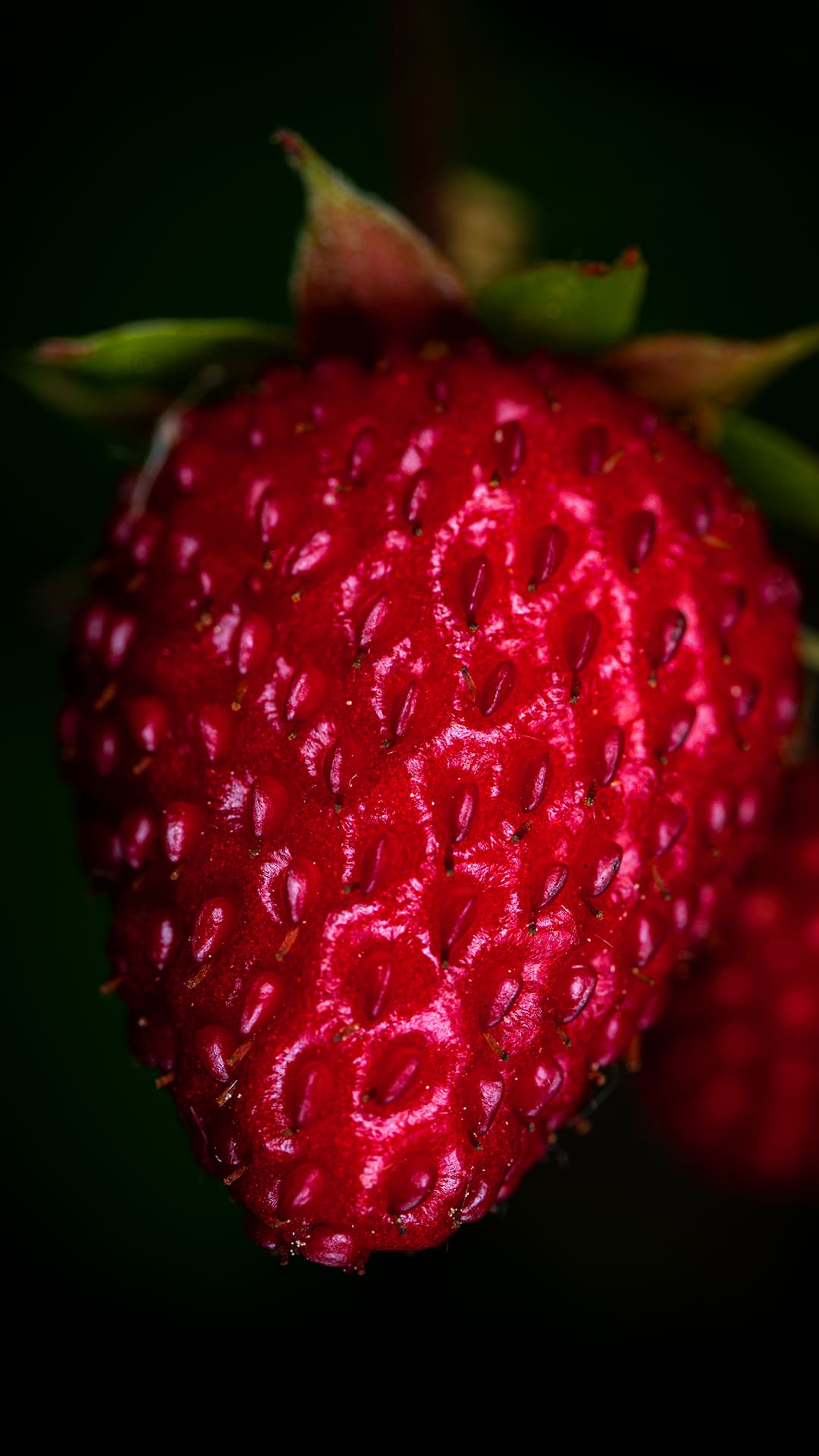 Strawberry Wallpapers