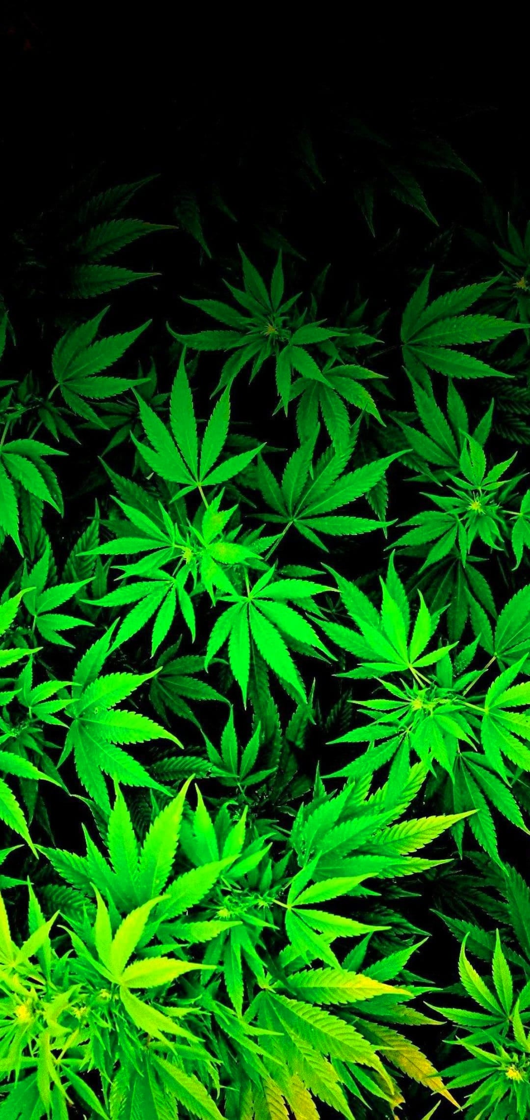 Cannabis Wallpapers