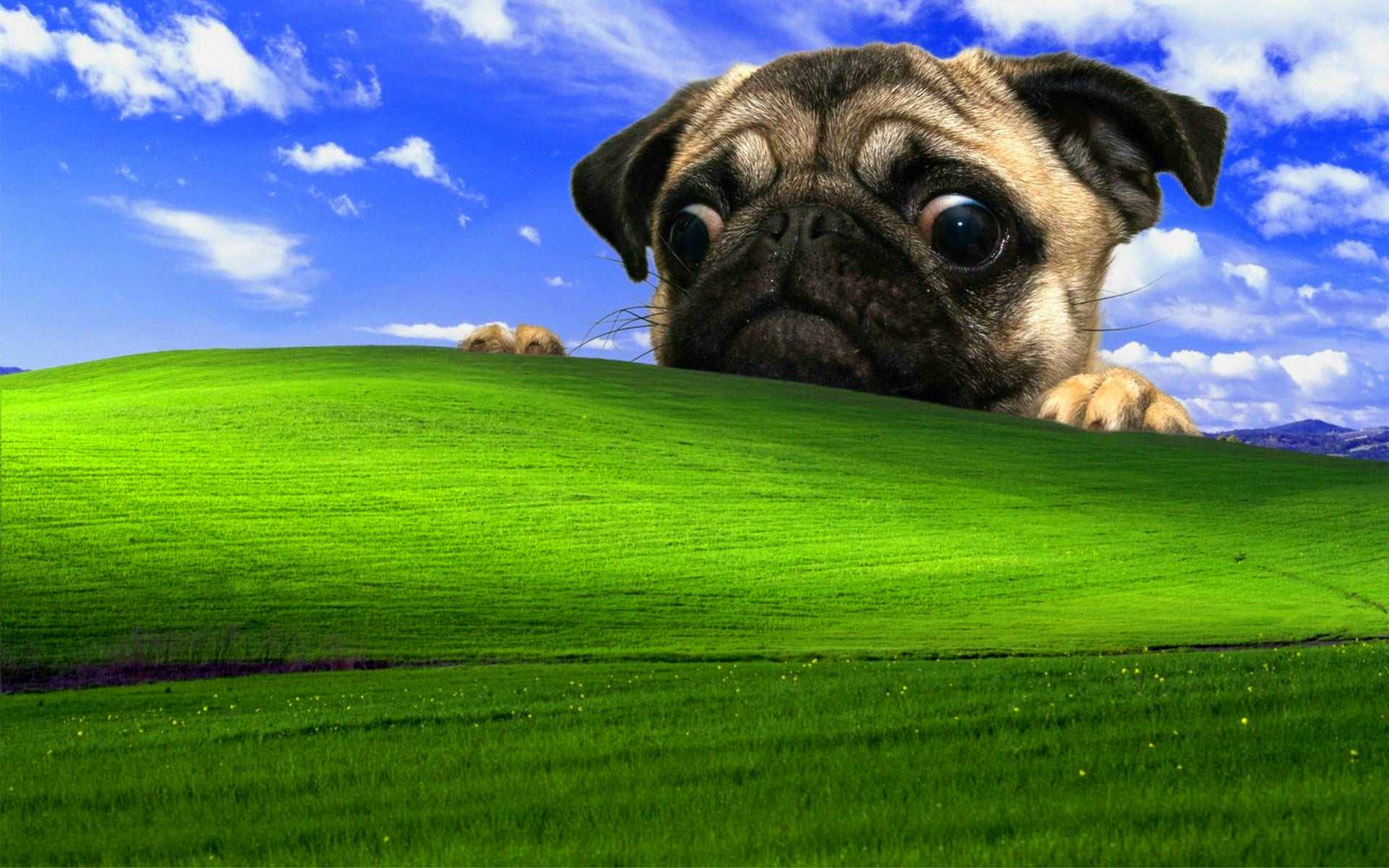 Windows XP Wallpapers