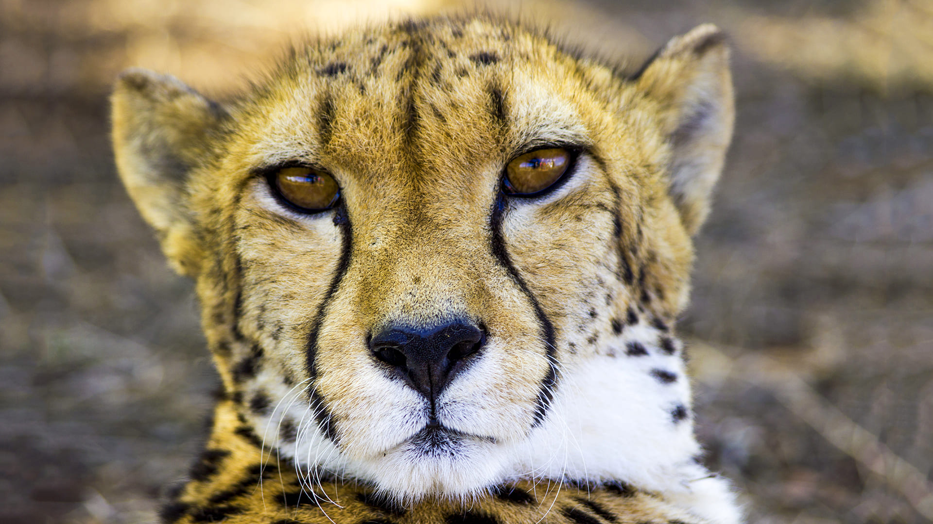Cheetah Wallpapers