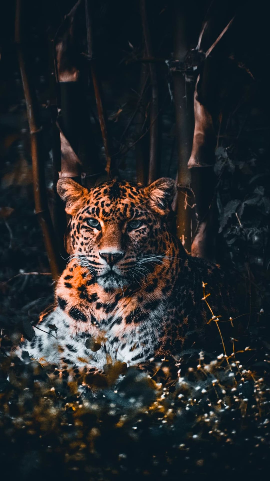 Cheetah Wallpapers