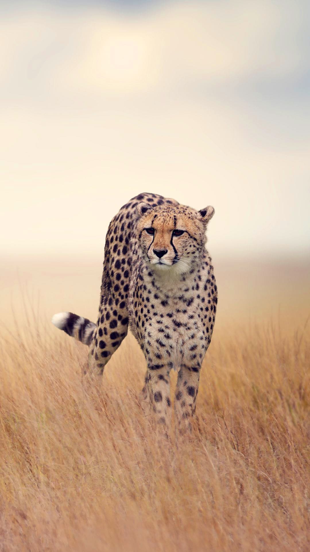 Cheetah Wallpapers