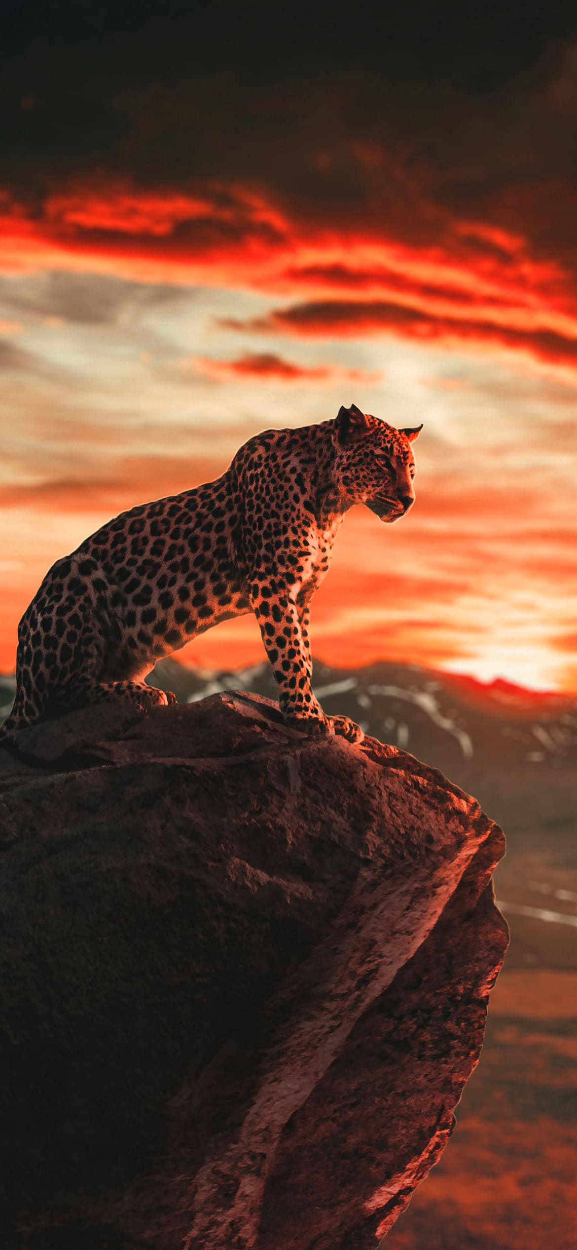 Cheetah Wallpapers