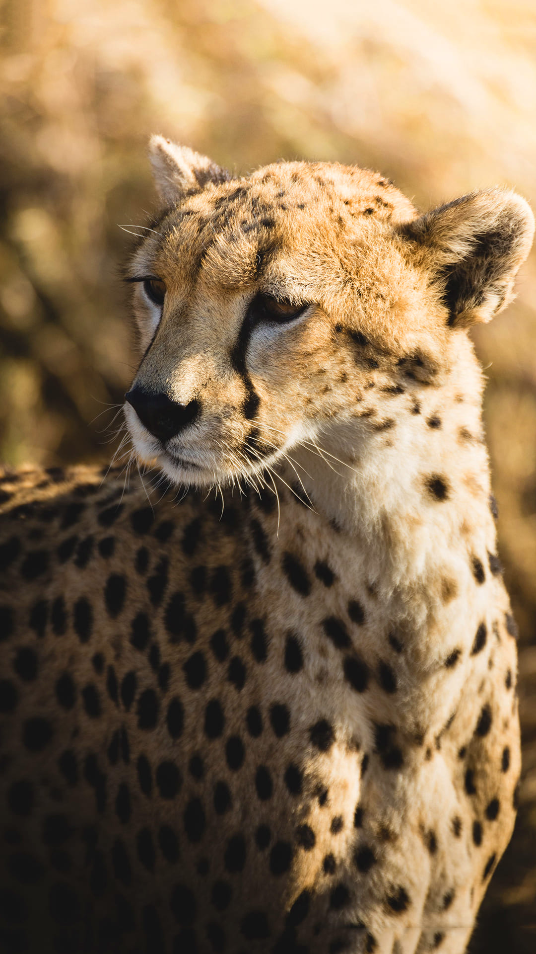 Cheetah Wallpapers