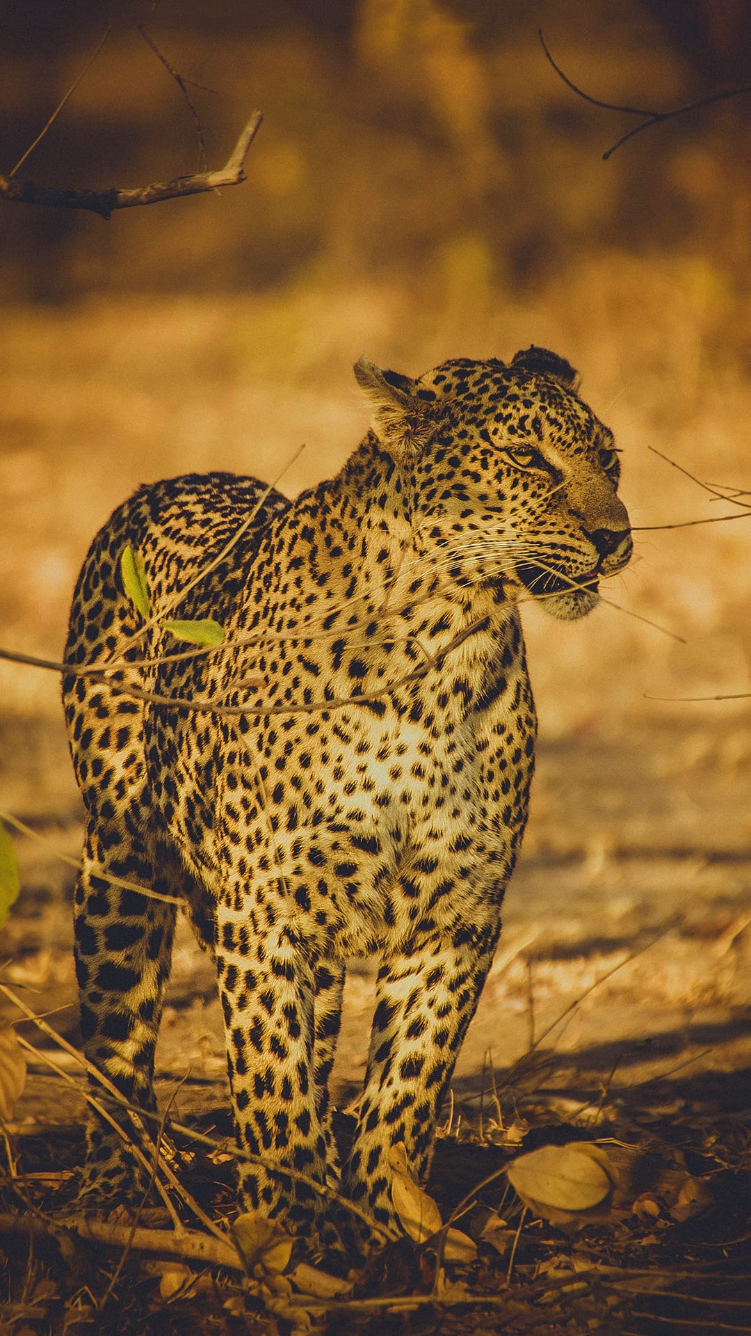 Cheetah Wallpapers