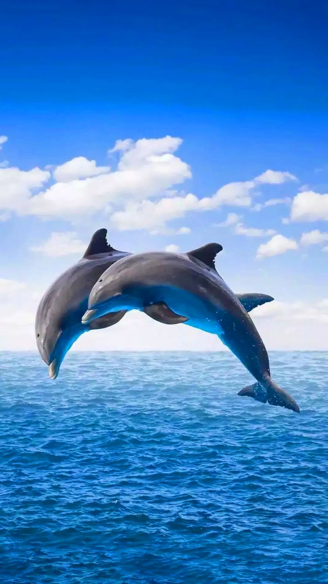 Dolphin Wallpapers
