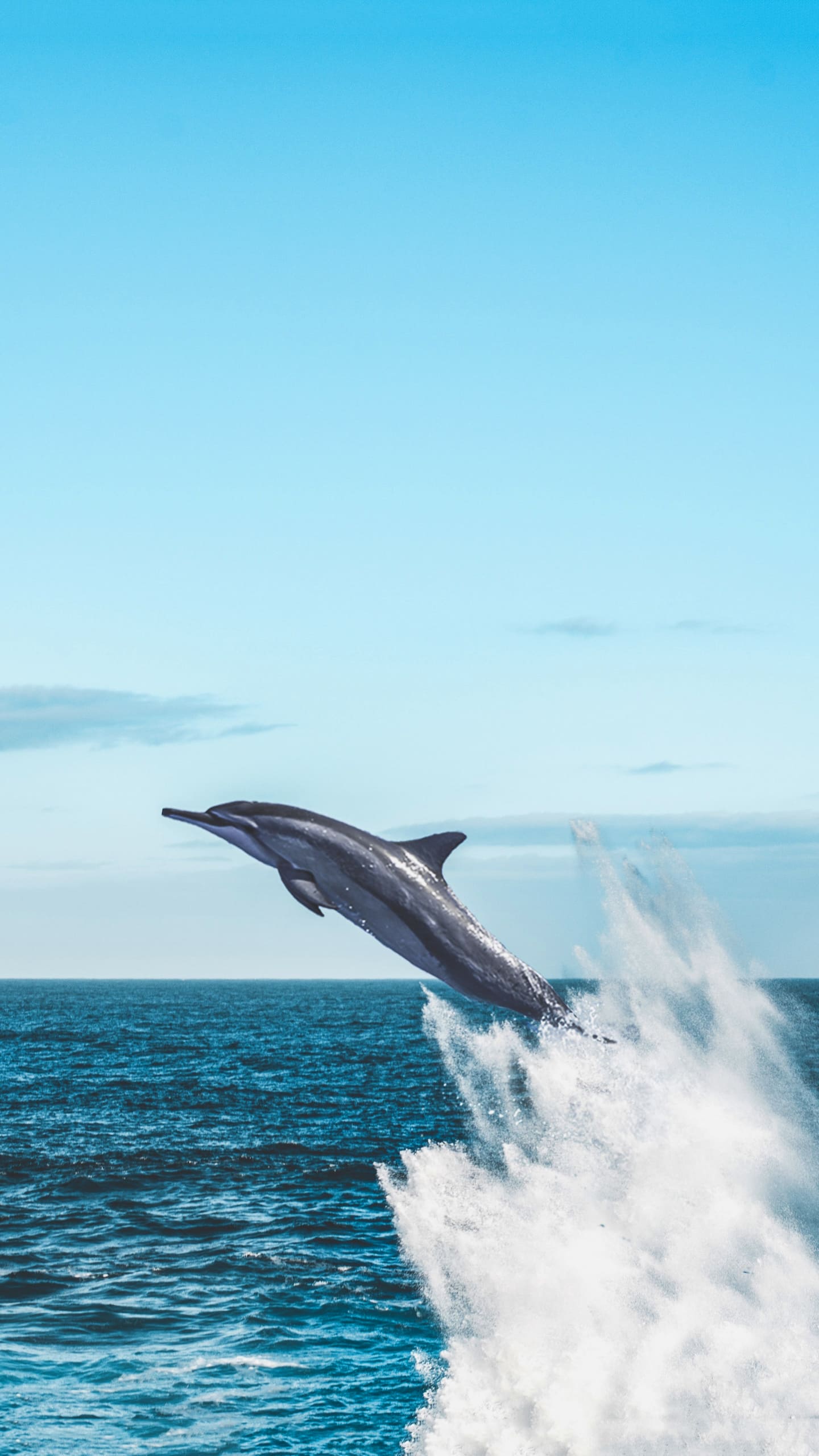 Dolphin Wallpapers