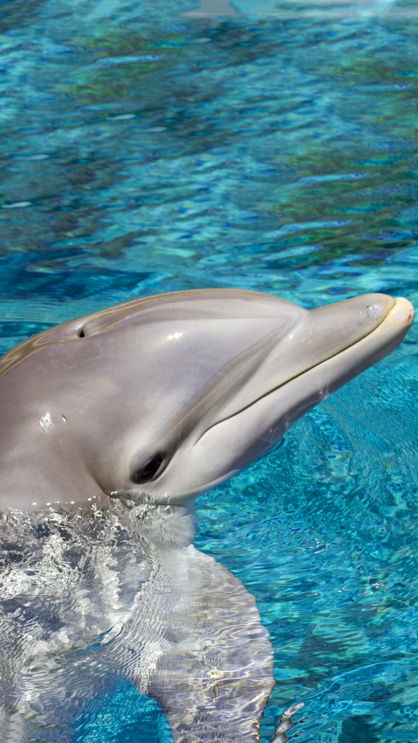 Dolphin Wallpapers