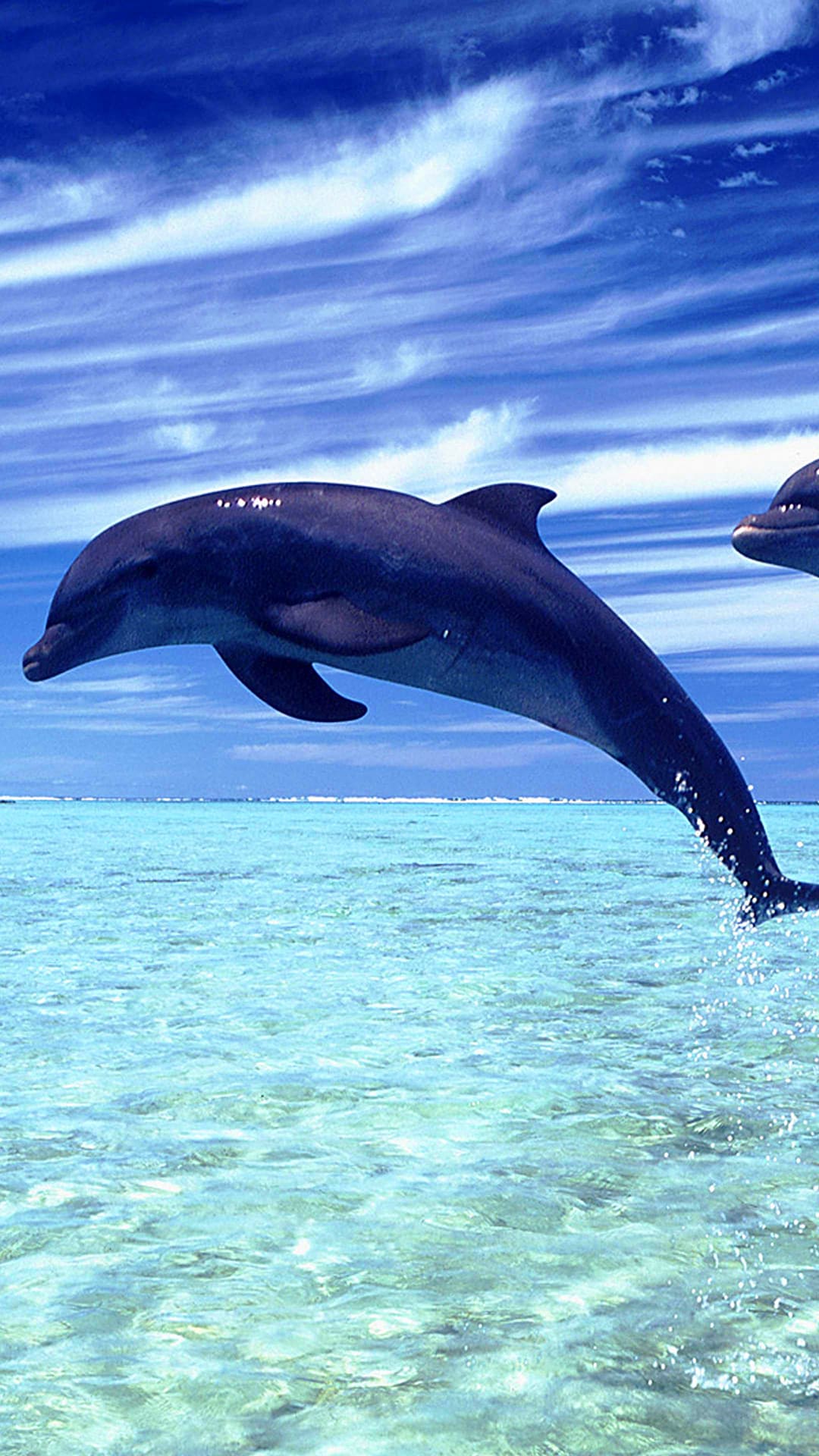 Dolphin wallpaper by Lovelynature27  Download on ZEDGE  76f0