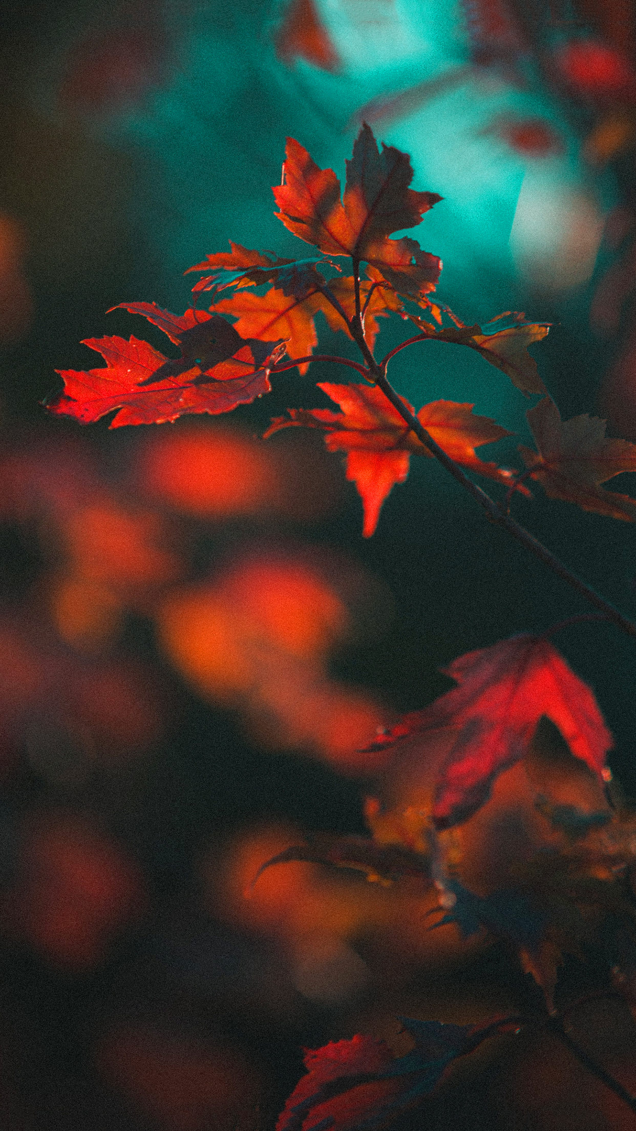 Hello November Wallpapers