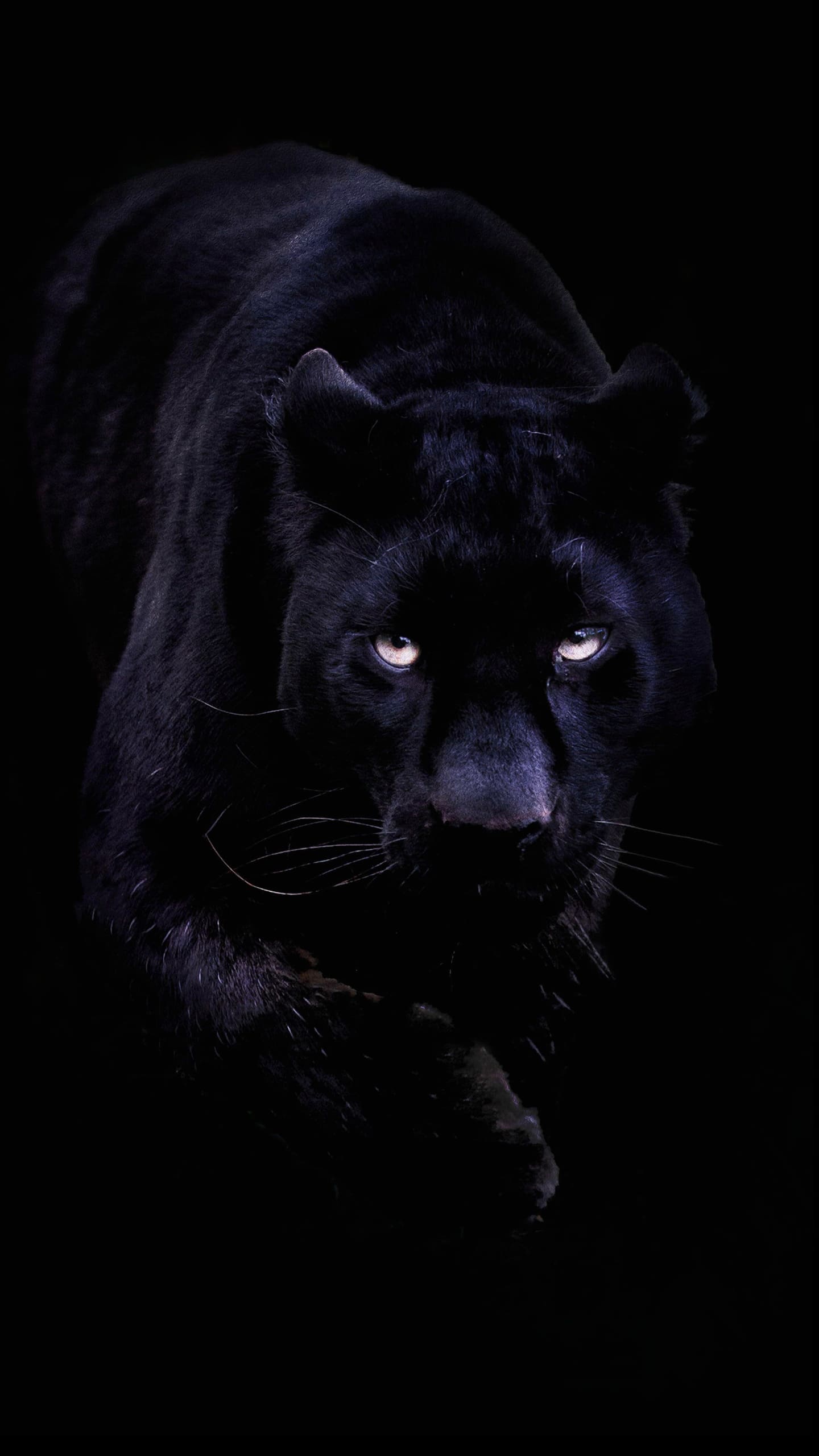 Panther Wallpapers