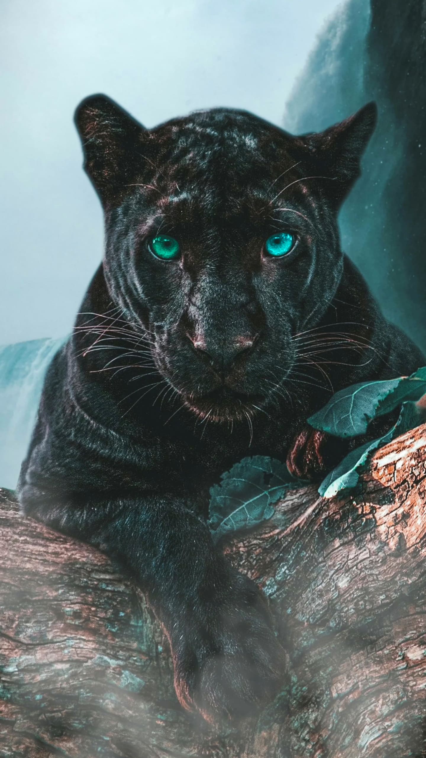 Panther Wallpapers