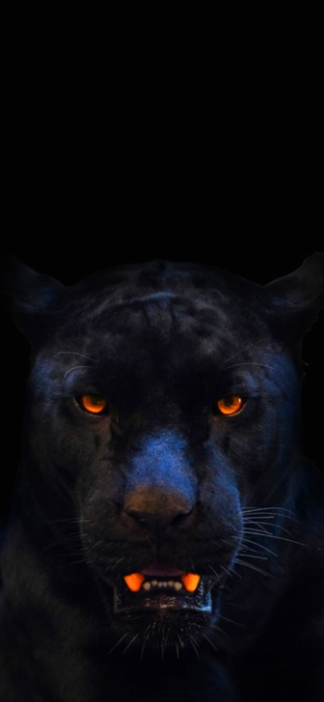 Panther Wallpapers