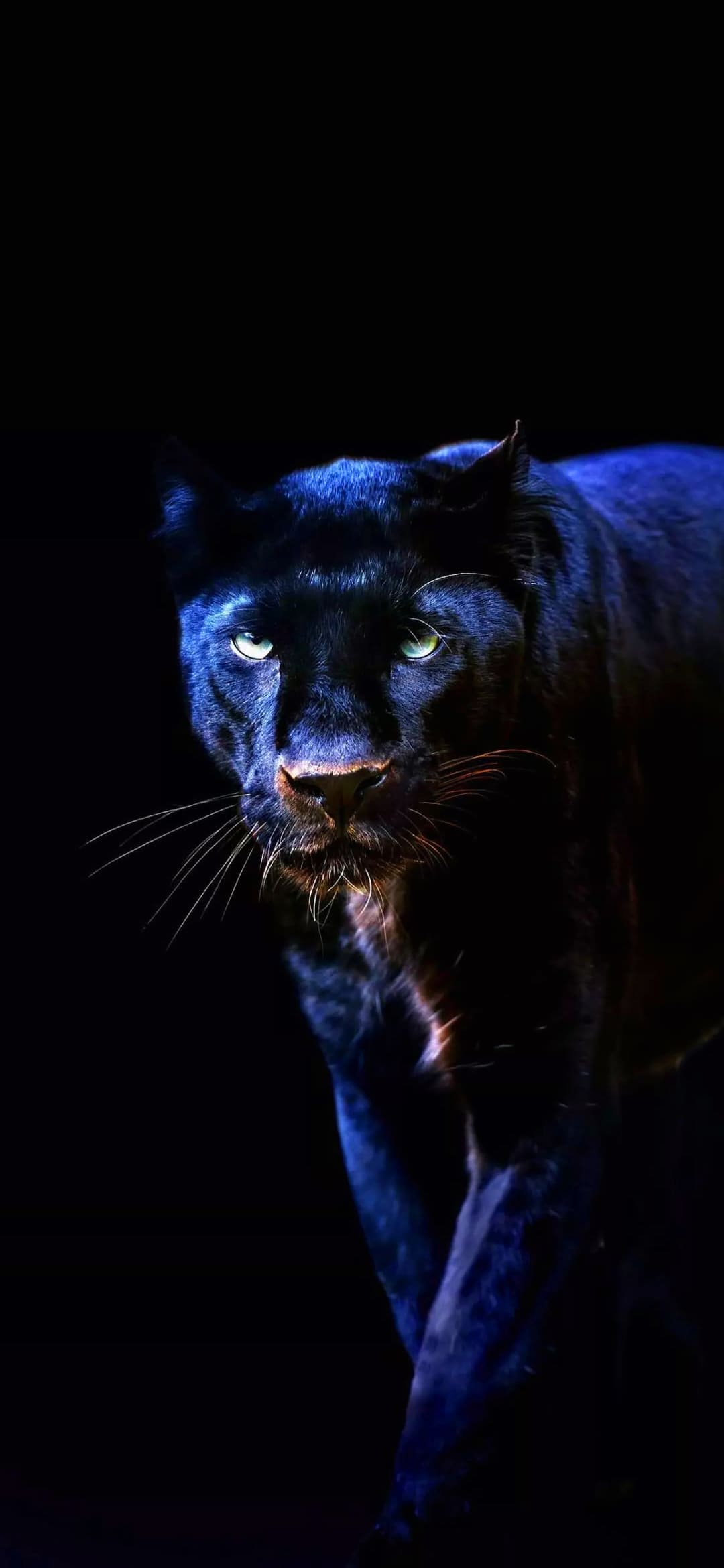 Panther Wallpapers