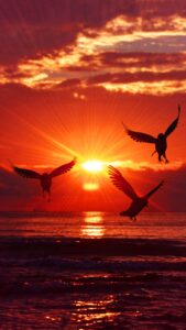 Rising Sun Wallpapers