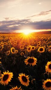 Rising Sun Wallpapers