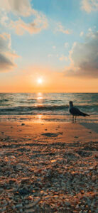 Rising Sun Wallpapers