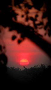 Rising Sun Wallpapers