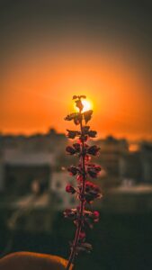 Rising Sun Wallpapers