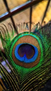 Peacock Feather Wallpapers