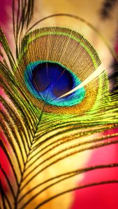 Peacock Feather Wallpapers