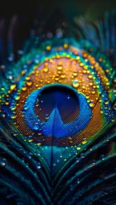 Peacock Feather Wallpapers